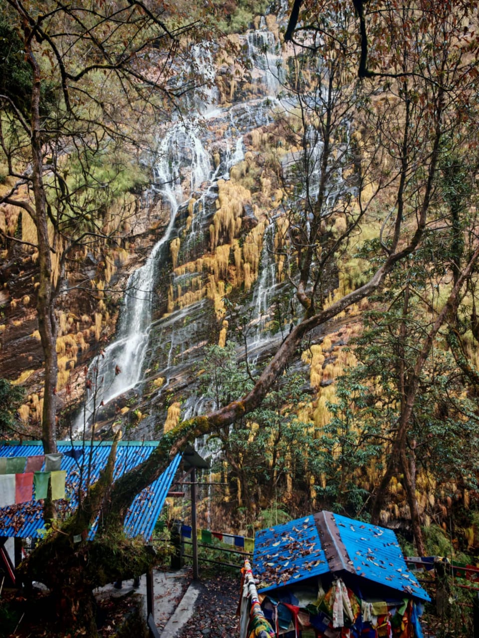 Blooming rhododendron forest trail with snowy Himalayan peaks on Annapurna Base Camp trek Nepal