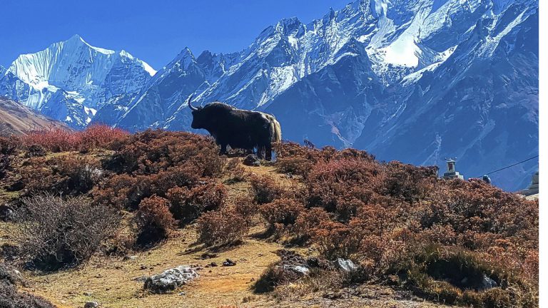 Langtang Valley Trek