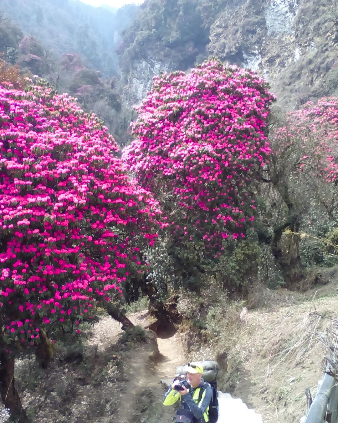 Rhododendron forest Poon Hill trek
