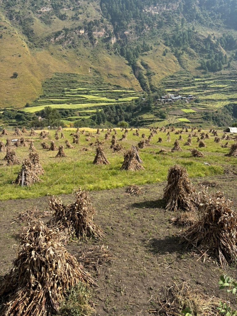 My Wild Walk Around Manaslu 43 m6 1