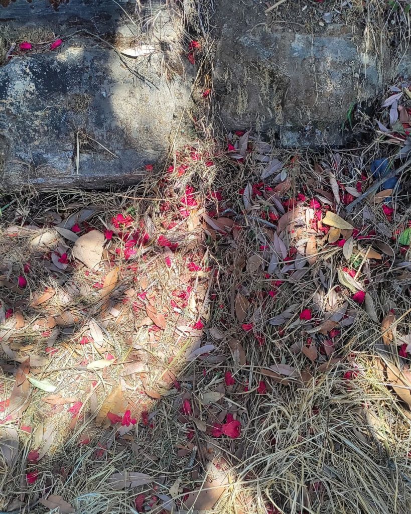 Jamacho Gumba Hike: A Journey To the Heart of Nagarjun 2 Jamacho Gumba