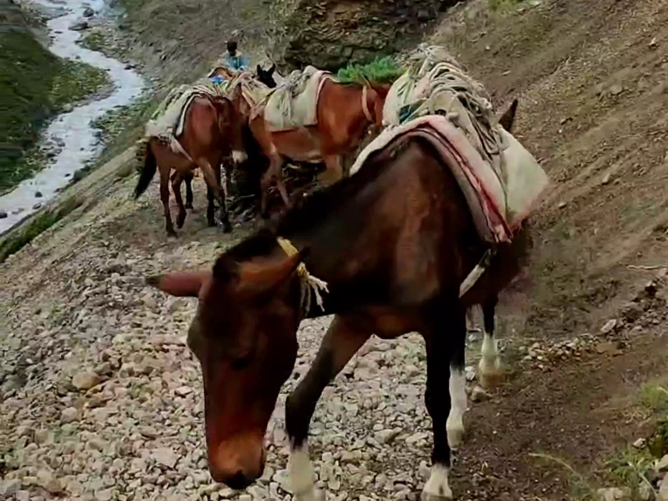Horses carry load in the narrow trail of Tilicho