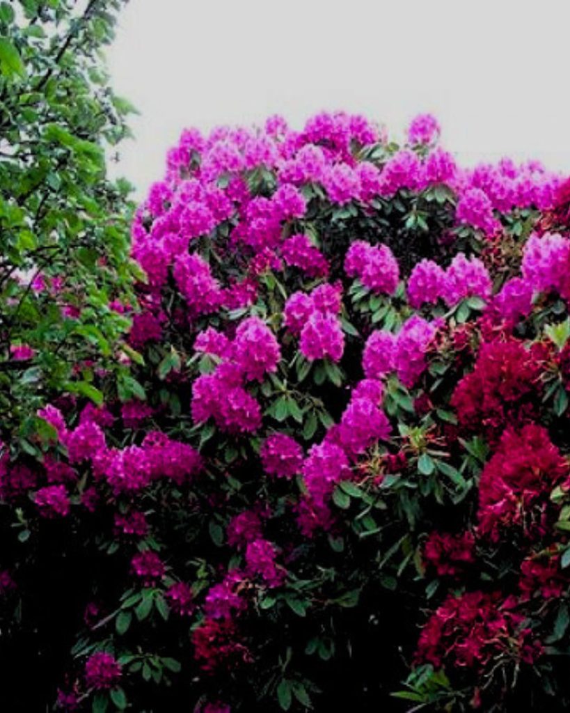 Rhododendron for Language
