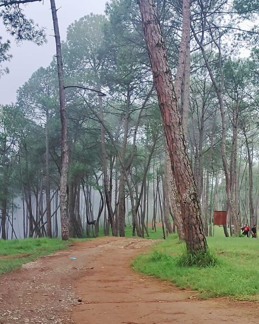 Champadevi hiking trail through pine forest near Kathmandu