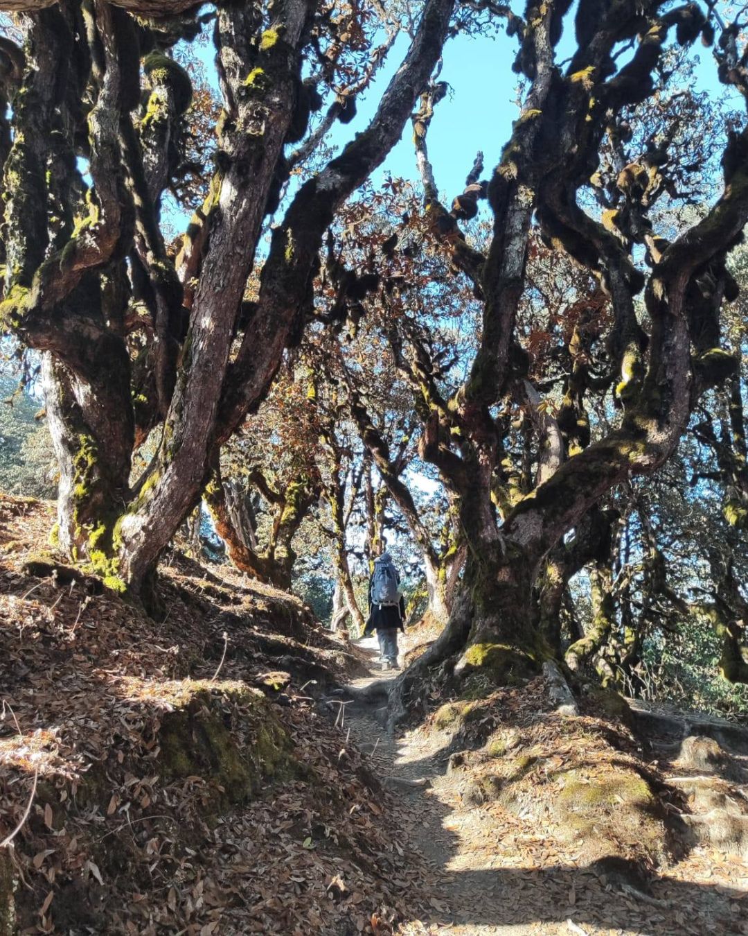 Pikey Peak Trek ⎹ Lower Everest View Trek