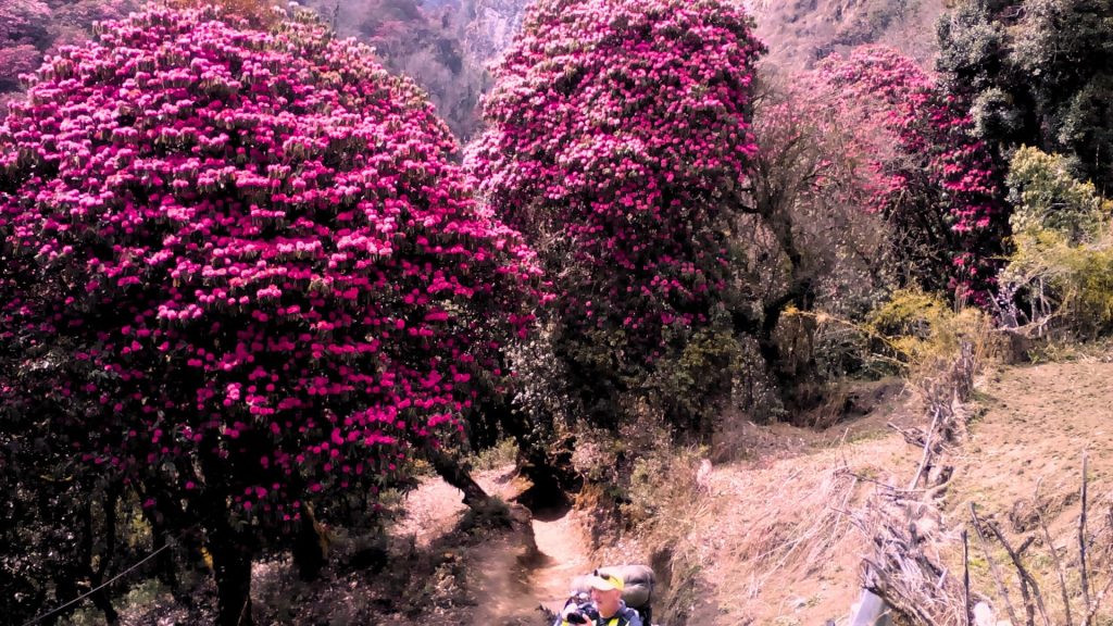 Ghorepani Poon Hill Trek in Spring: A Complete Guide to Nepal’s Rhododendron Paradise