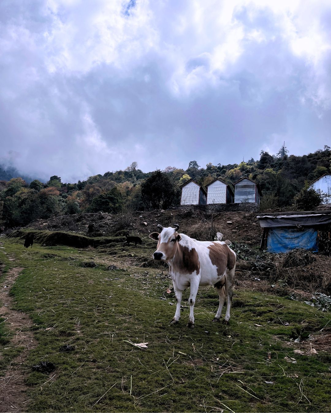Panchpokhari Trek – 5 days Journey to the Five Sacred Lakes