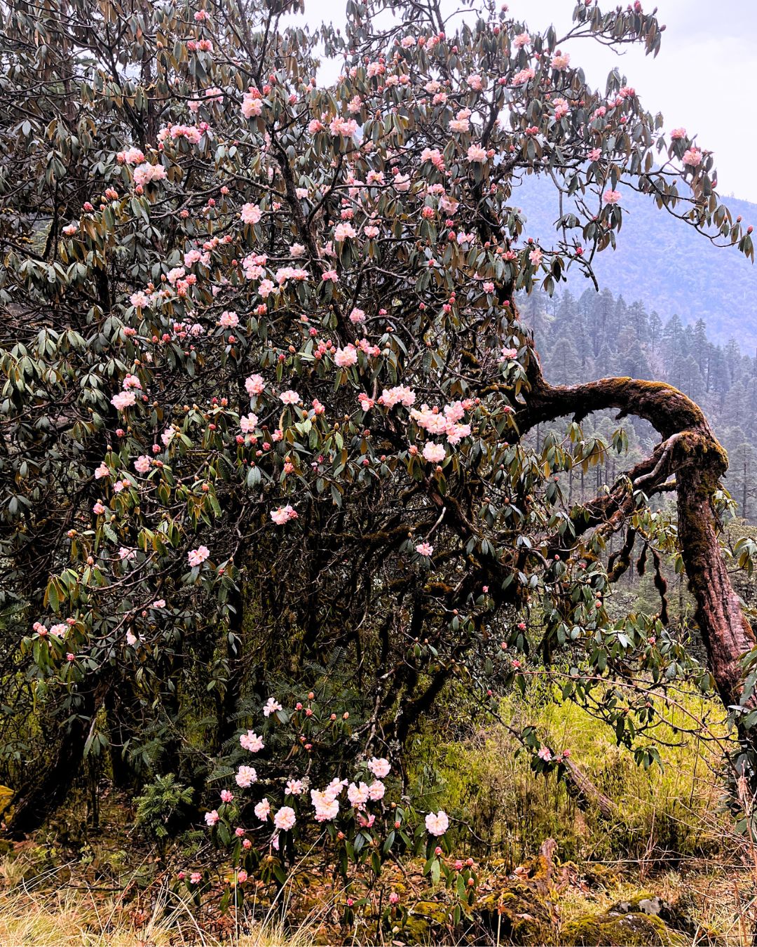 Panchpokhari Trek – 5 days Journey to the Five Sacred Lakes