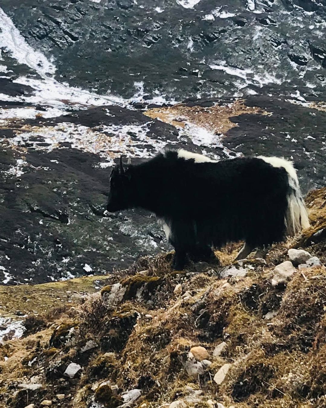 Himalayan Yak in the Makalu Base Camp Route