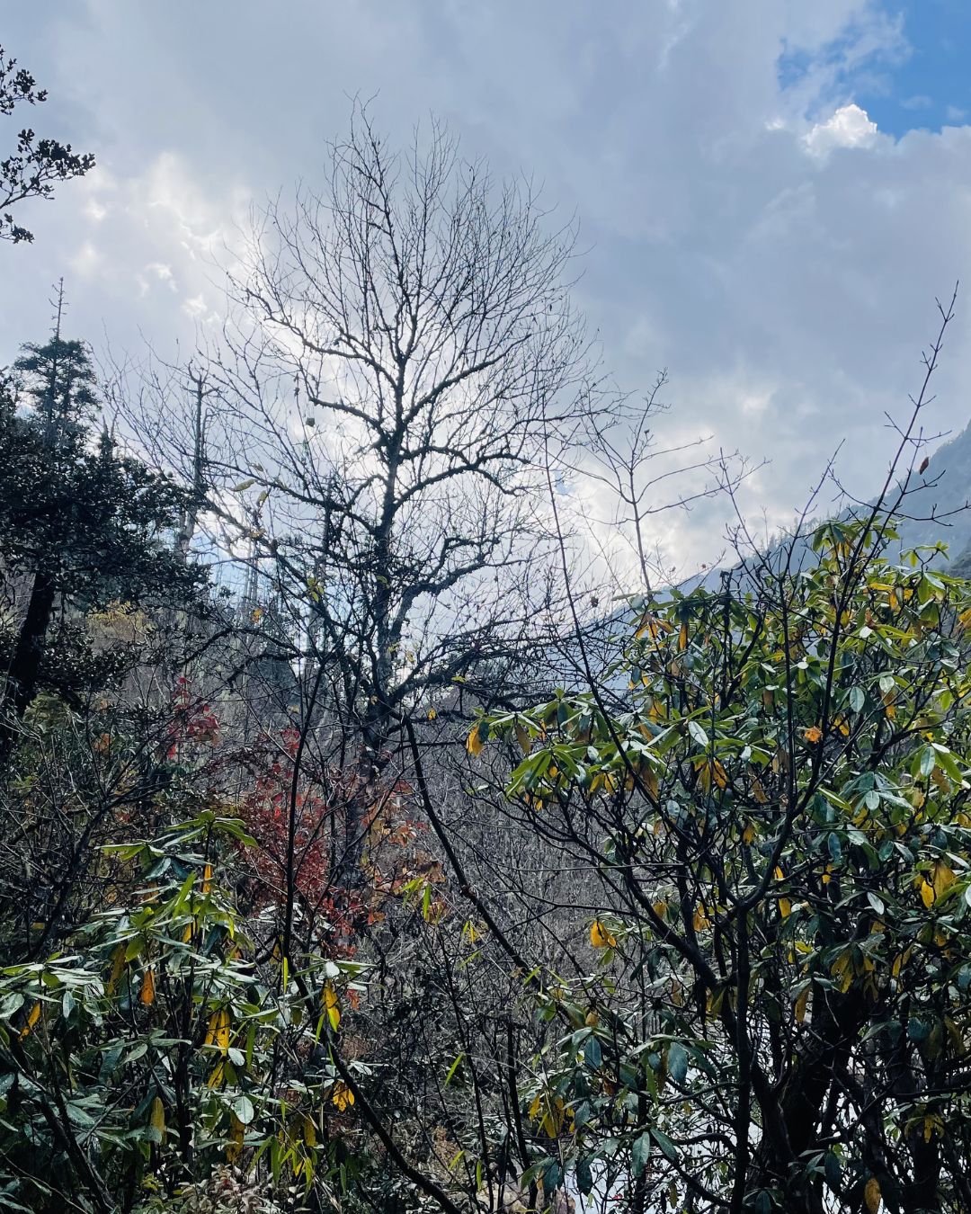 Rhododendron forest on Api Himal Base Camp trekking route