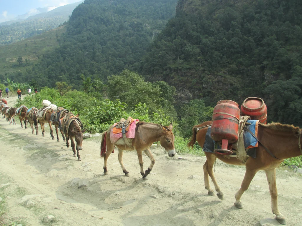 Horse Carrying the loads