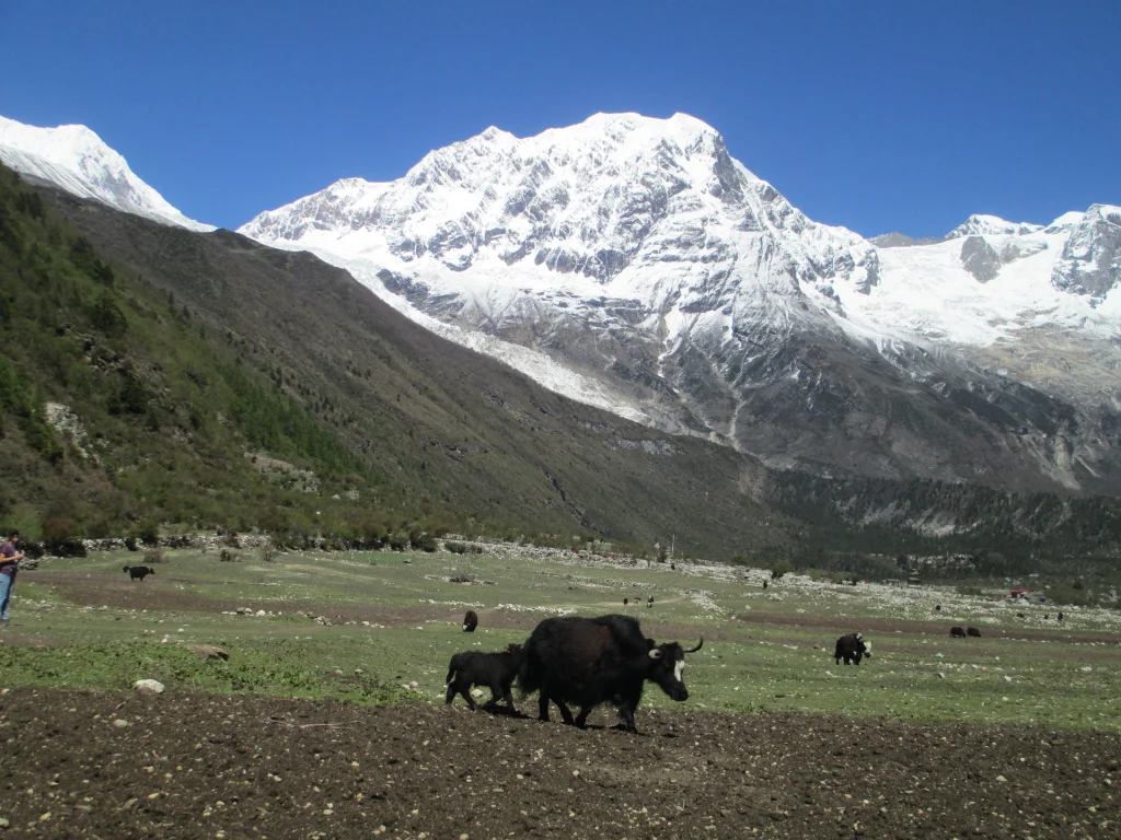 Tsum Valley